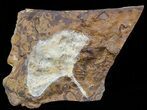 Fossil Ginkgo Leaf From North Dakota - Paleocene #58976-1